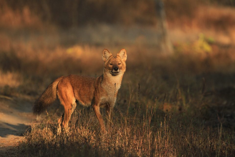 Dhole or wild dog