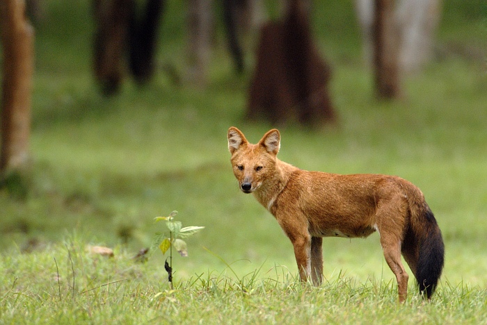 Wild dog