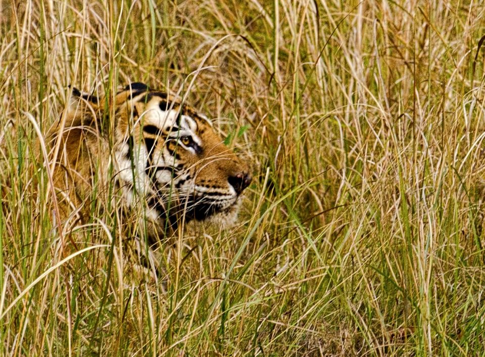Tiger in a field