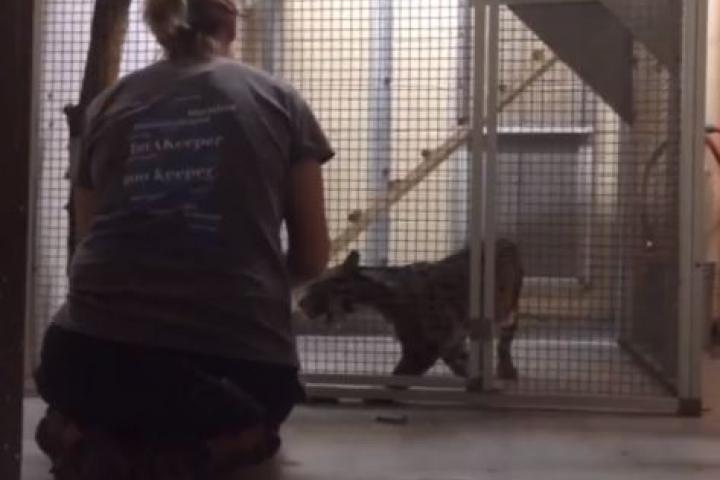 Clouded Leopard Training