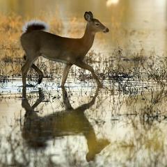 Doe walking in water.