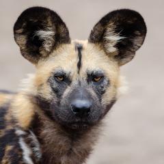 African wild dog looking at camera.