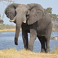 Elephant