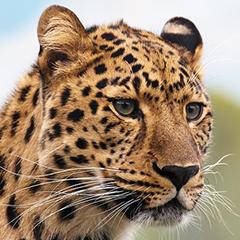 Cheetah