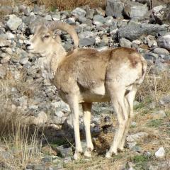 Marco Polo sheep