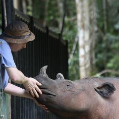 Sumatran rhino interacting with a person