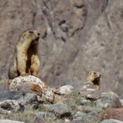 Marmots