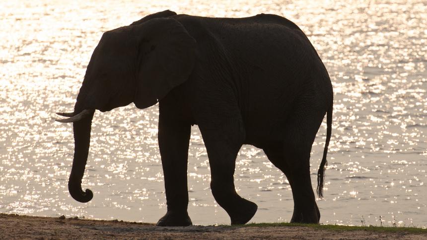 Elephant near water