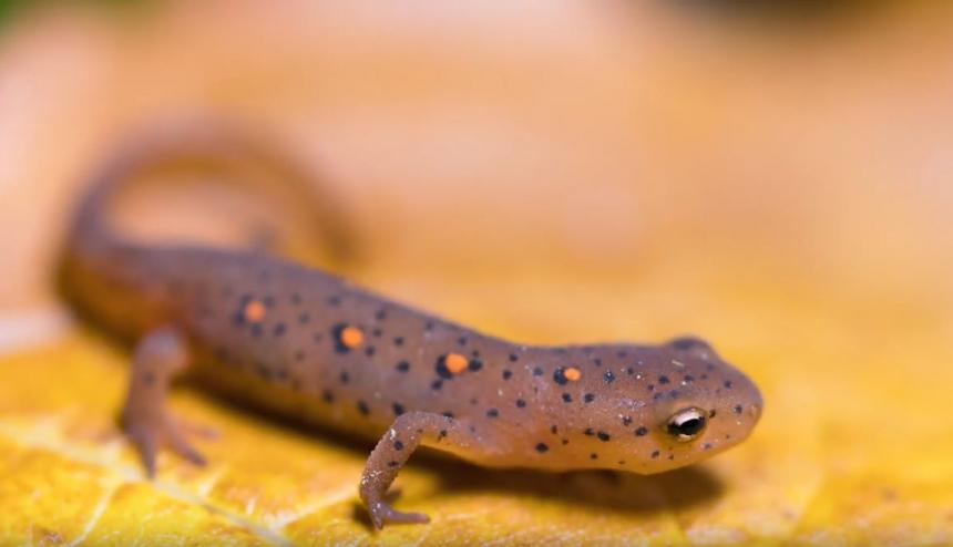 Amphibian close-up