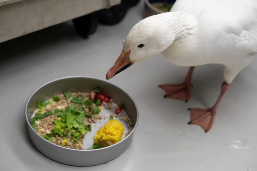 A Snow goose being treated at Cornell's wildlife hospital