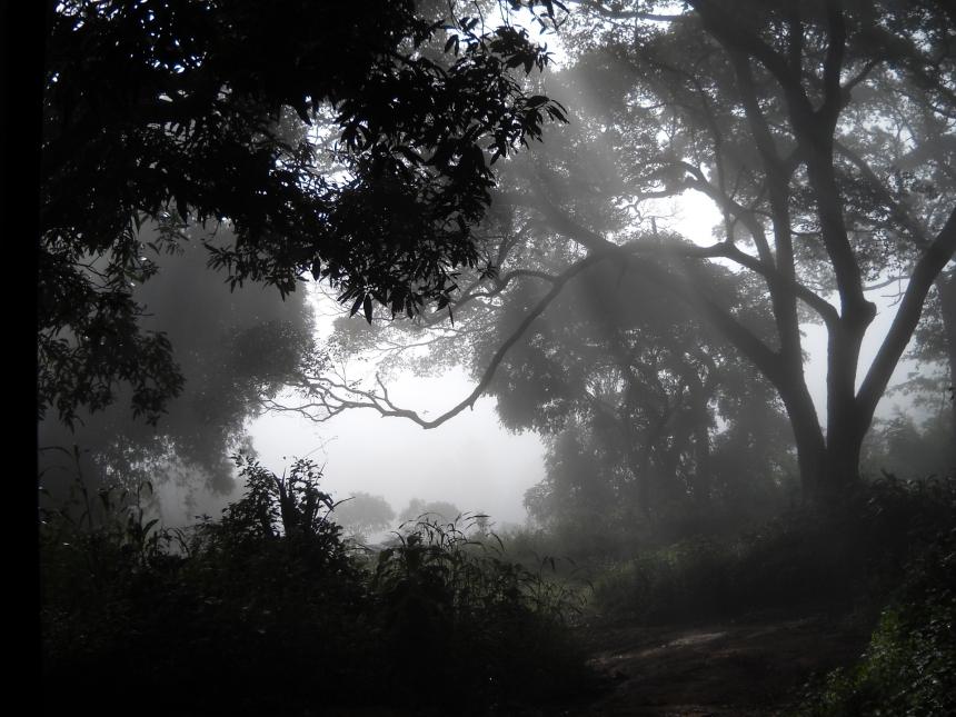 African forest image by Yaayaa Diallo from Pixabay