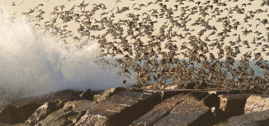 Shorebird flight by Christine Bogdanowicz