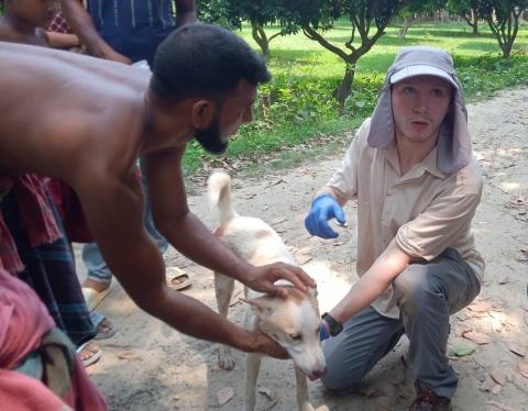 Gaydos performing a health check on a roaming dog following a sampling session at the Faridpur field site (Photo: Ashok Kumar Biswas)