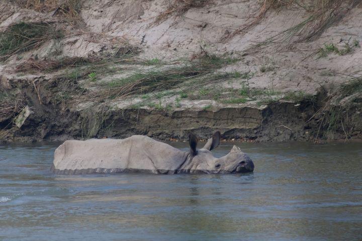 Rhino in a river, almost submerged in the water