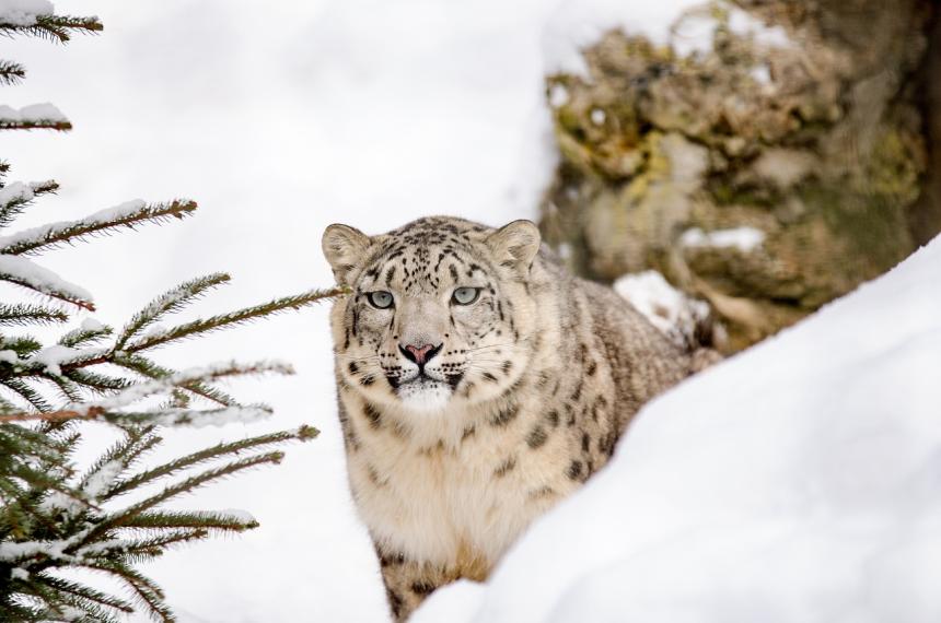 Snow leopard in the wild