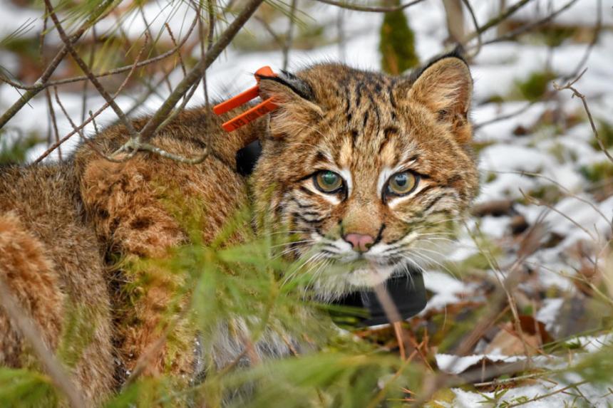 A wild bobcat shown after being tagged by researchers.