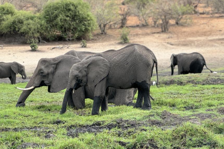Elephants in KAZA