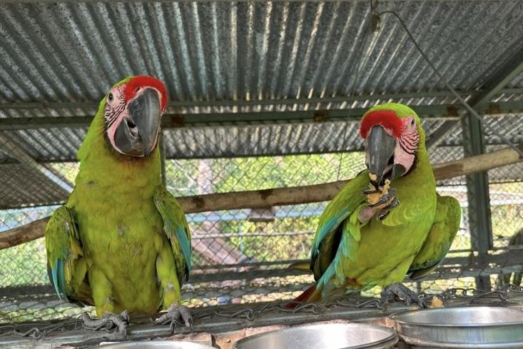 Two green parrots