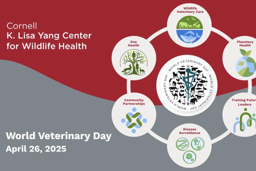 World Vet Day infographic